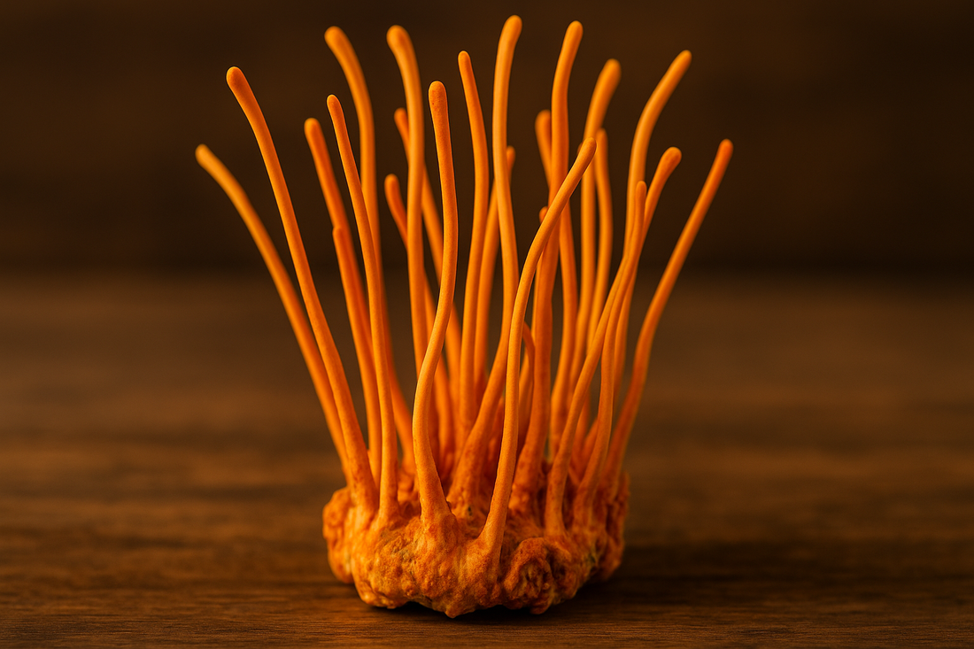 5 Ползи от гъбата Кордисепс