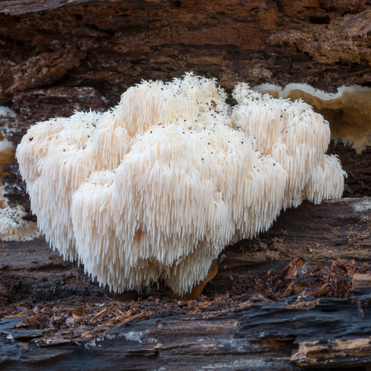 5 мощни ползи от гъбата Лъвска грива (Lion’s Mane)